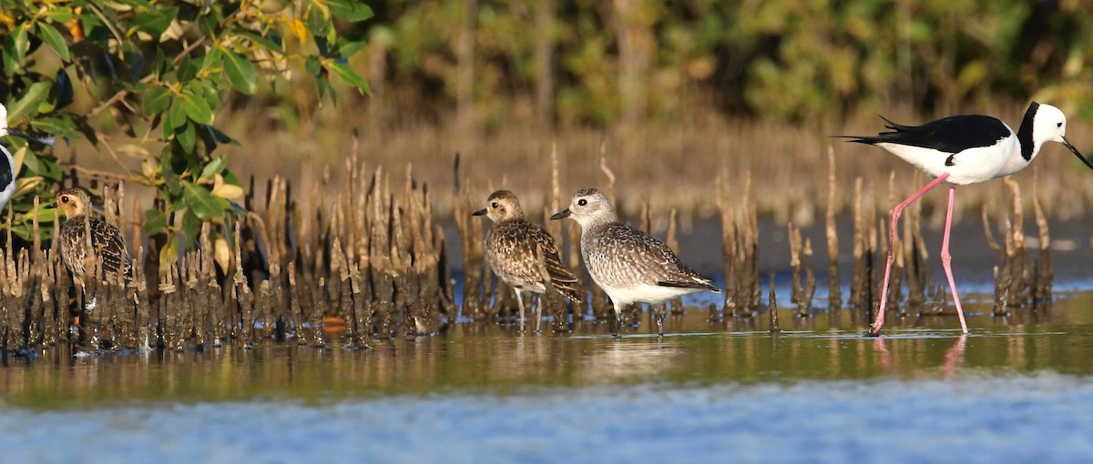 Black-bellied Plover - Michael Daley