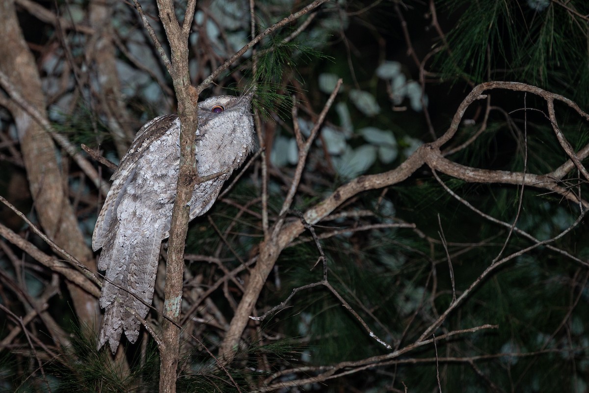Marbled Frogmouth (Plumed) - ML189328291