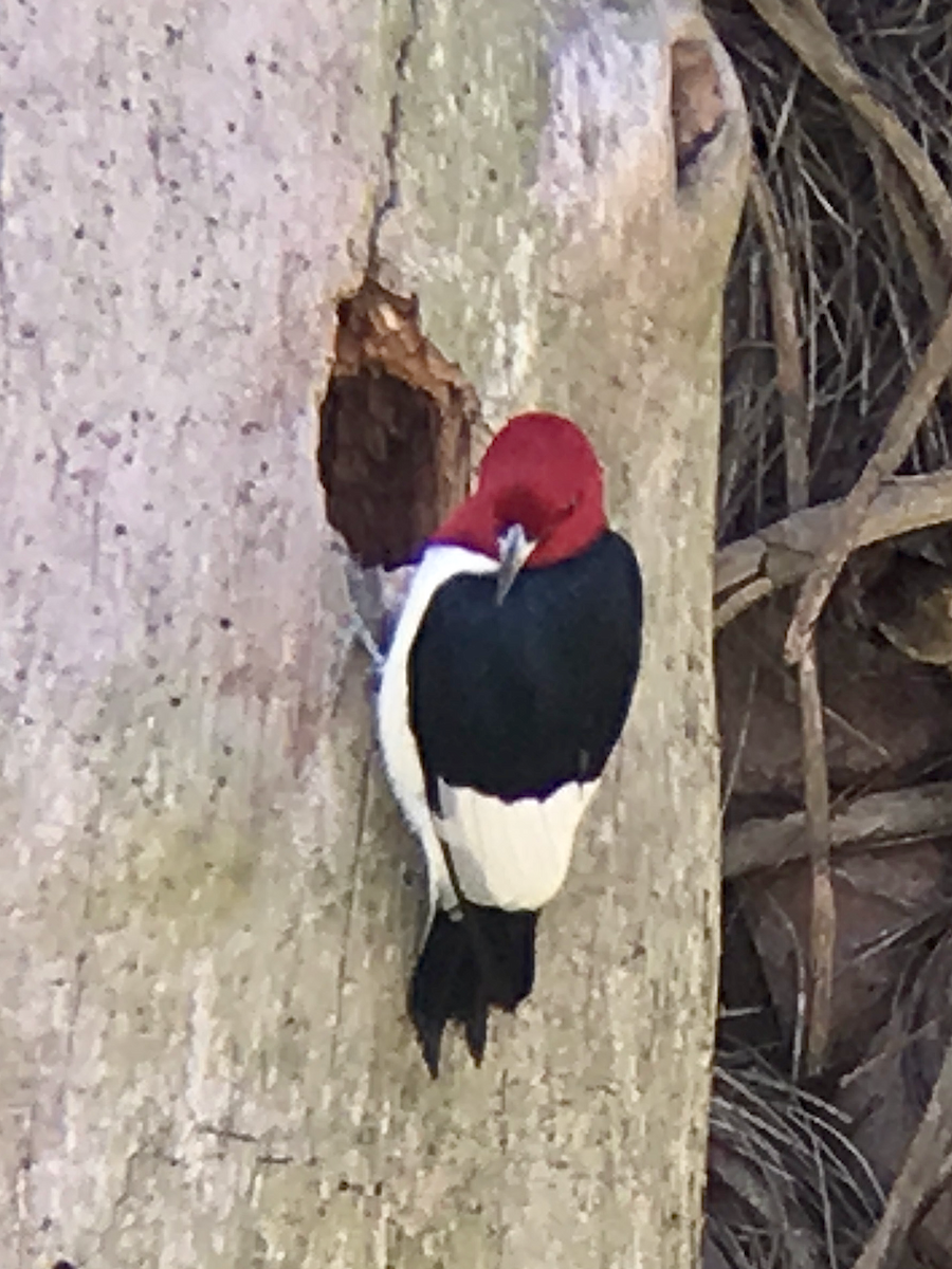 Red-headed Woodpecker - ML189328721