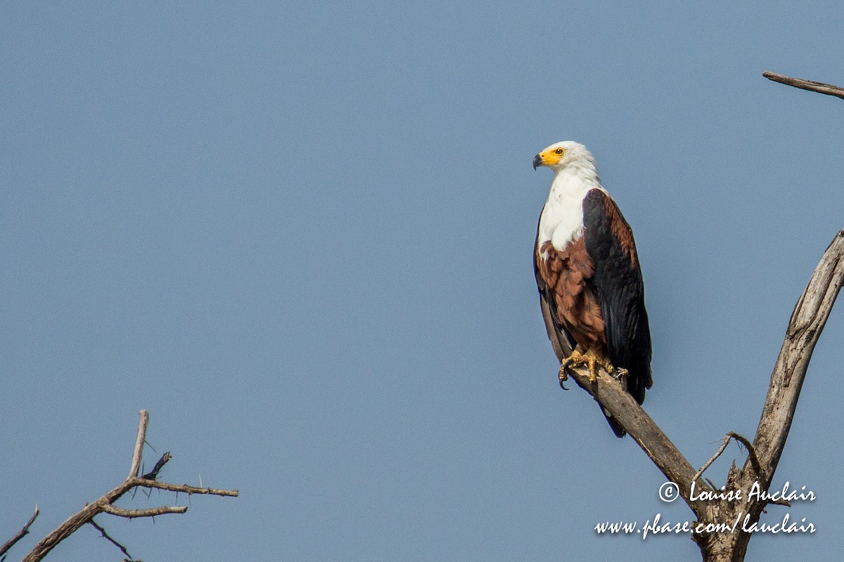 African Fish-Eagle - ML189328861