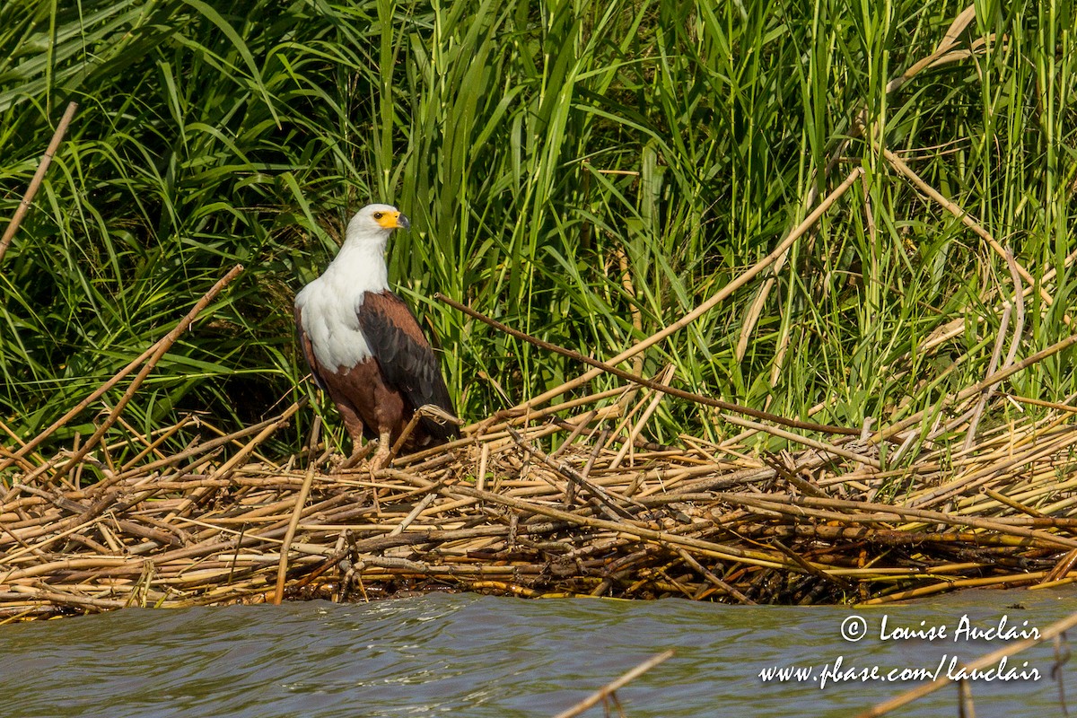 African Fish-Eagle - ML189328871