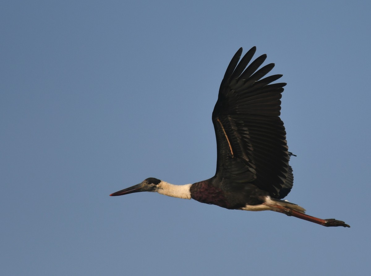 Asian Woolly-necked Stork - ML189329321
