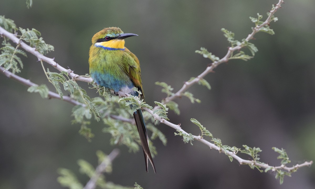 Swallow-tailed Bee-eater - ML189329381