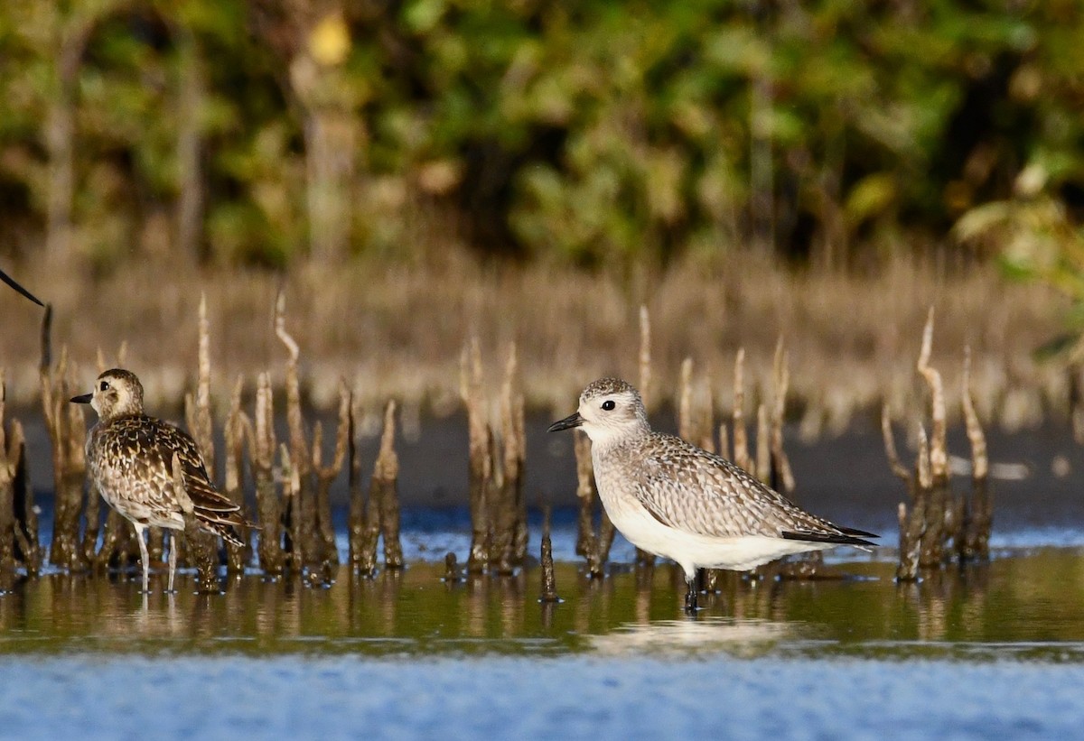 Black-bellied Plover - Michael Daley