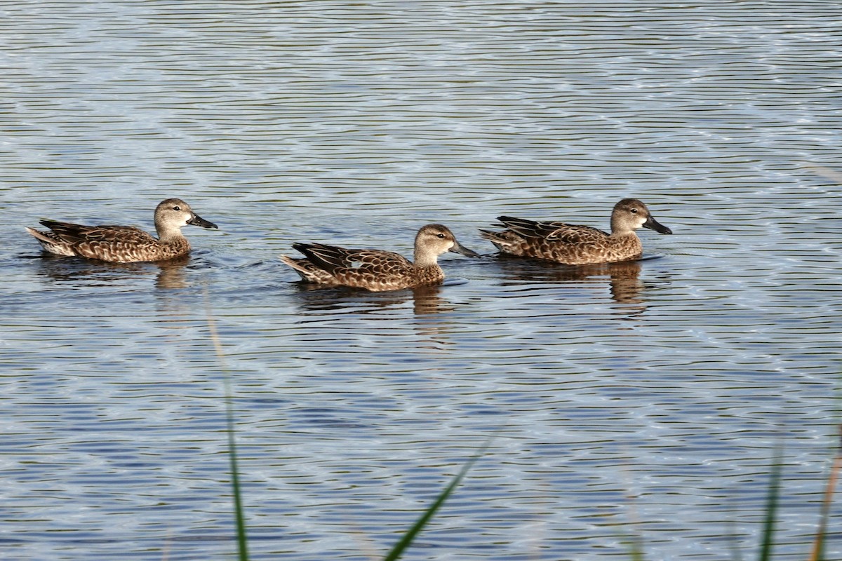 Blue-winged Teal - David Scitney