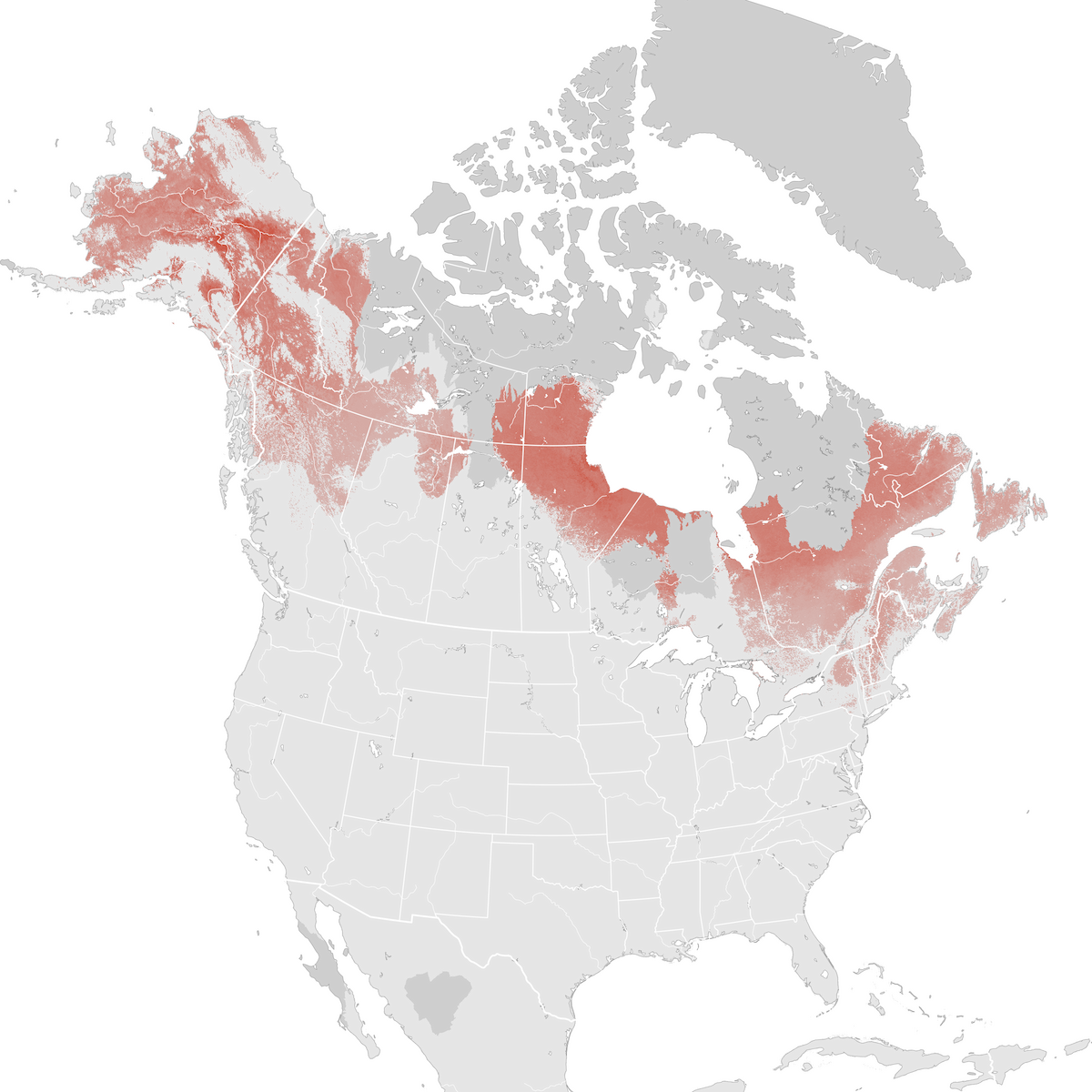 Rusty Blackbird - Abundance map: Breeding - eBird Status and Trends