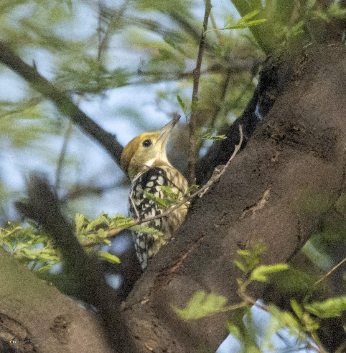 Yellow-crowned Woodpecker - ML189337351