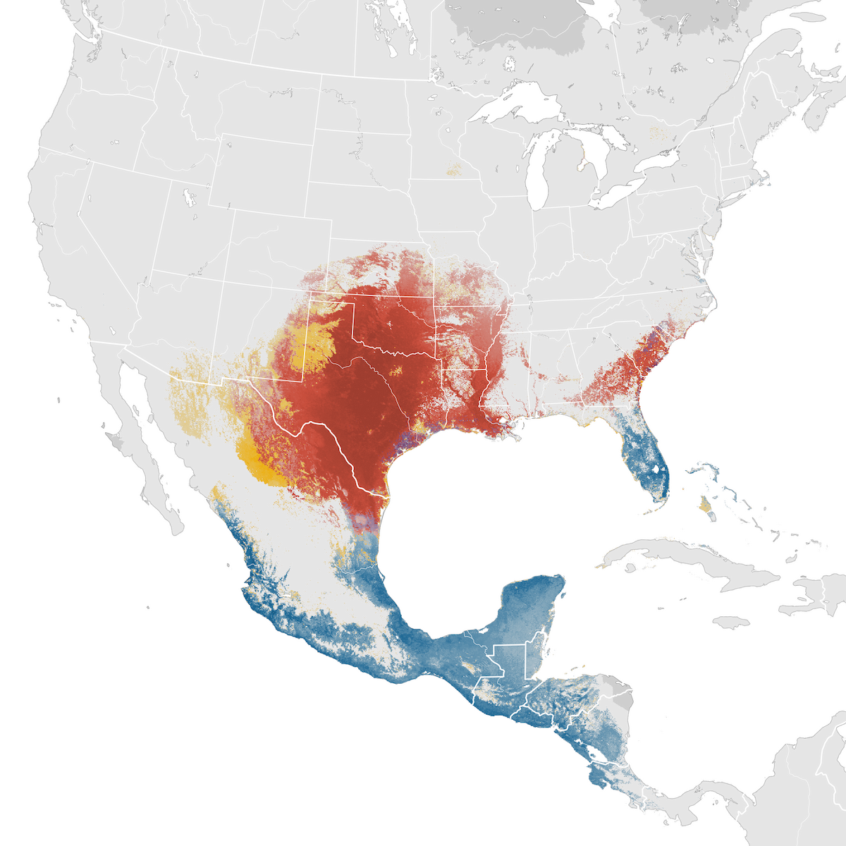 Painted Bunting Abundance map eBird Status and Trends