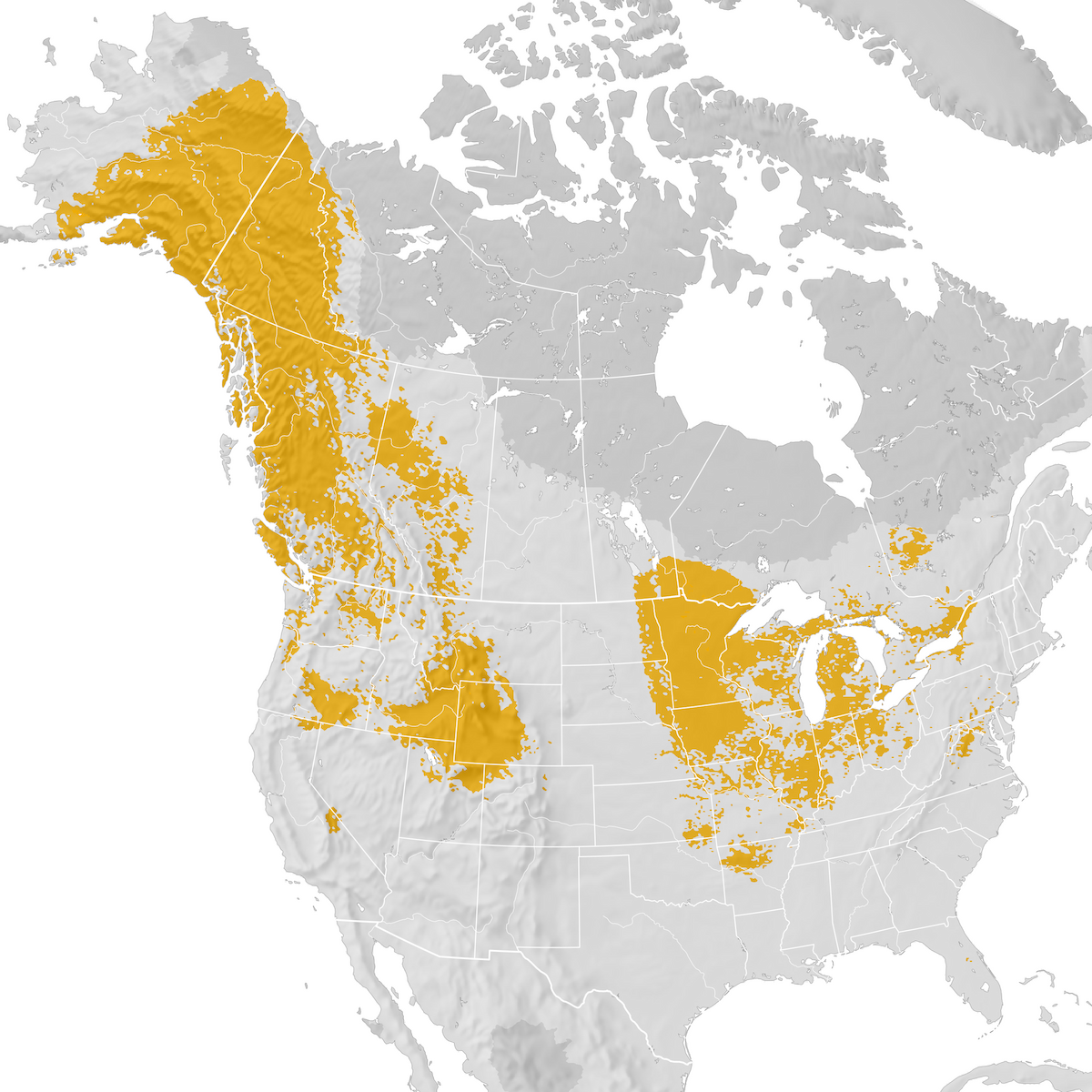 Trumpeter Swan Migration Map