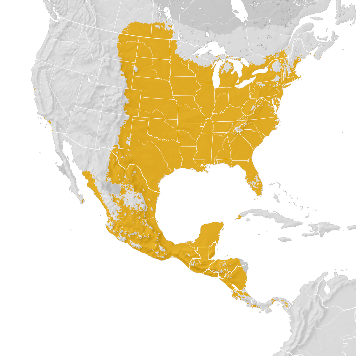 Orchard Oriole Range map Prebreeding migration eBird Status and