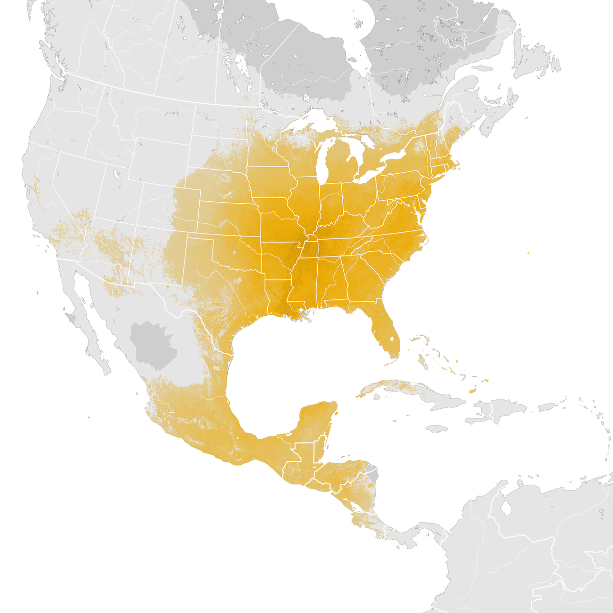 Indigo Bunting Abundance map Postbreeding migration eBird Status