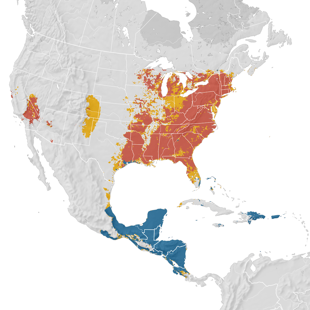 Hooded Warbler - Range Map - EBird Status And Trends