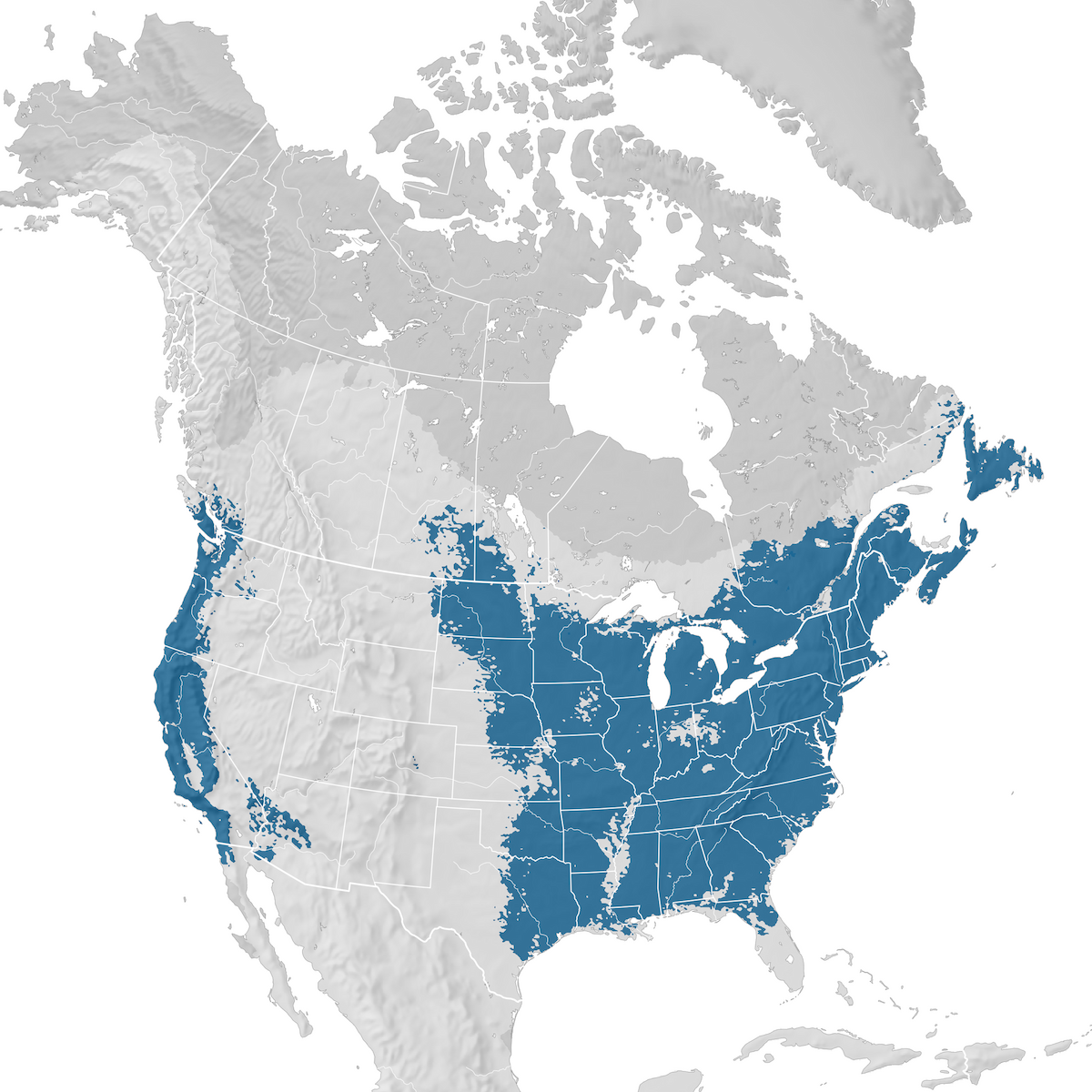 Purple Finch - Range map: Non-breeding - eBird Status and Trends