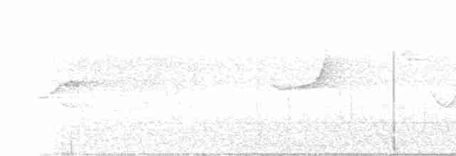 Malabar Gray Hornbill - ML189343551