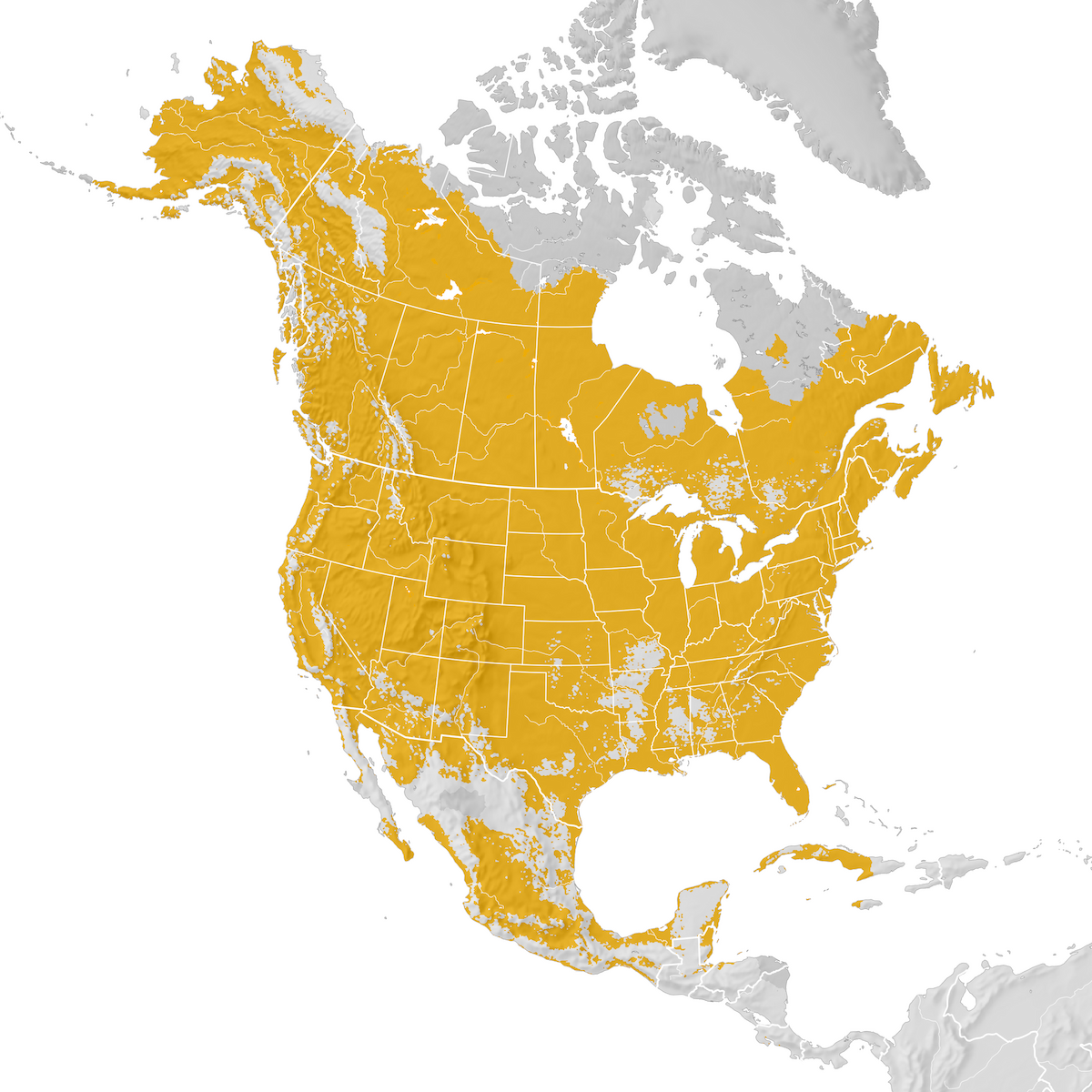 Tree Swallow Range map Postbreeding migration eBird Status and Trends