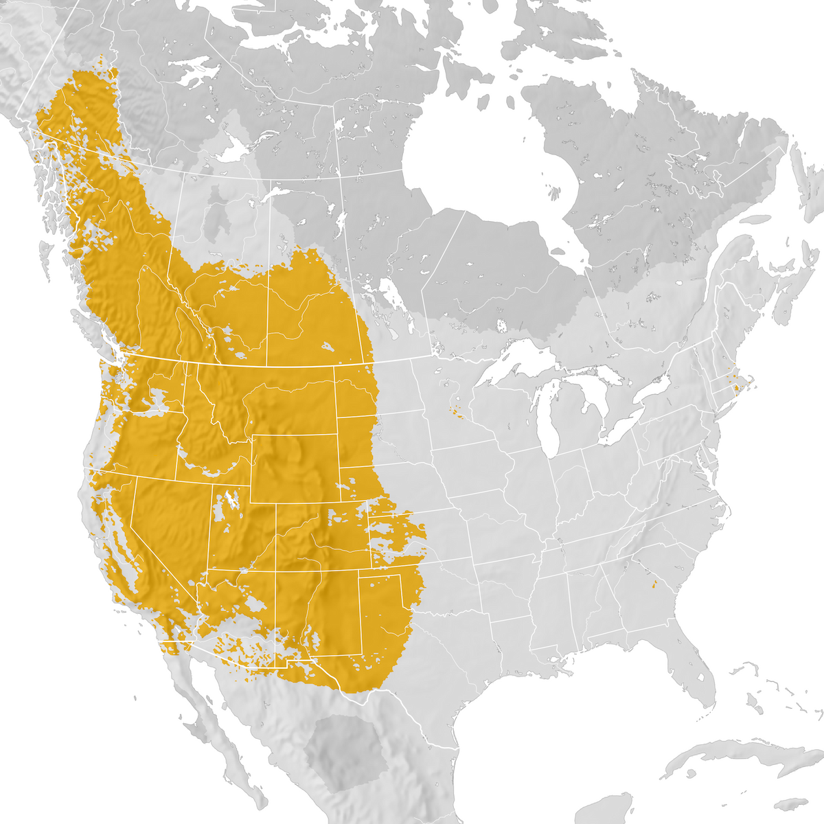Mountain Bluebird Range map Prebreeding migration eBird Status