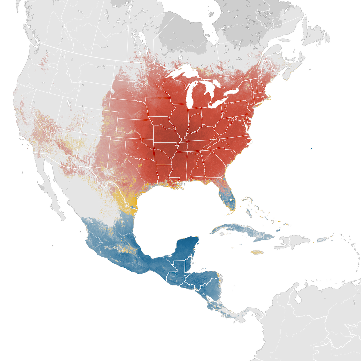 Indigo Bunting Abundance map eBird Status and Trends