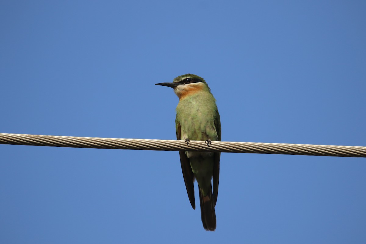 Madagascar Bee-eater - ML189345701