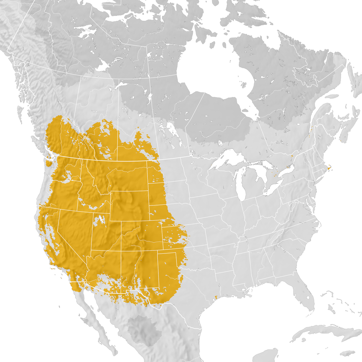 Mountain Bluebird - Range map: Post-breeding migration - eBird Status
