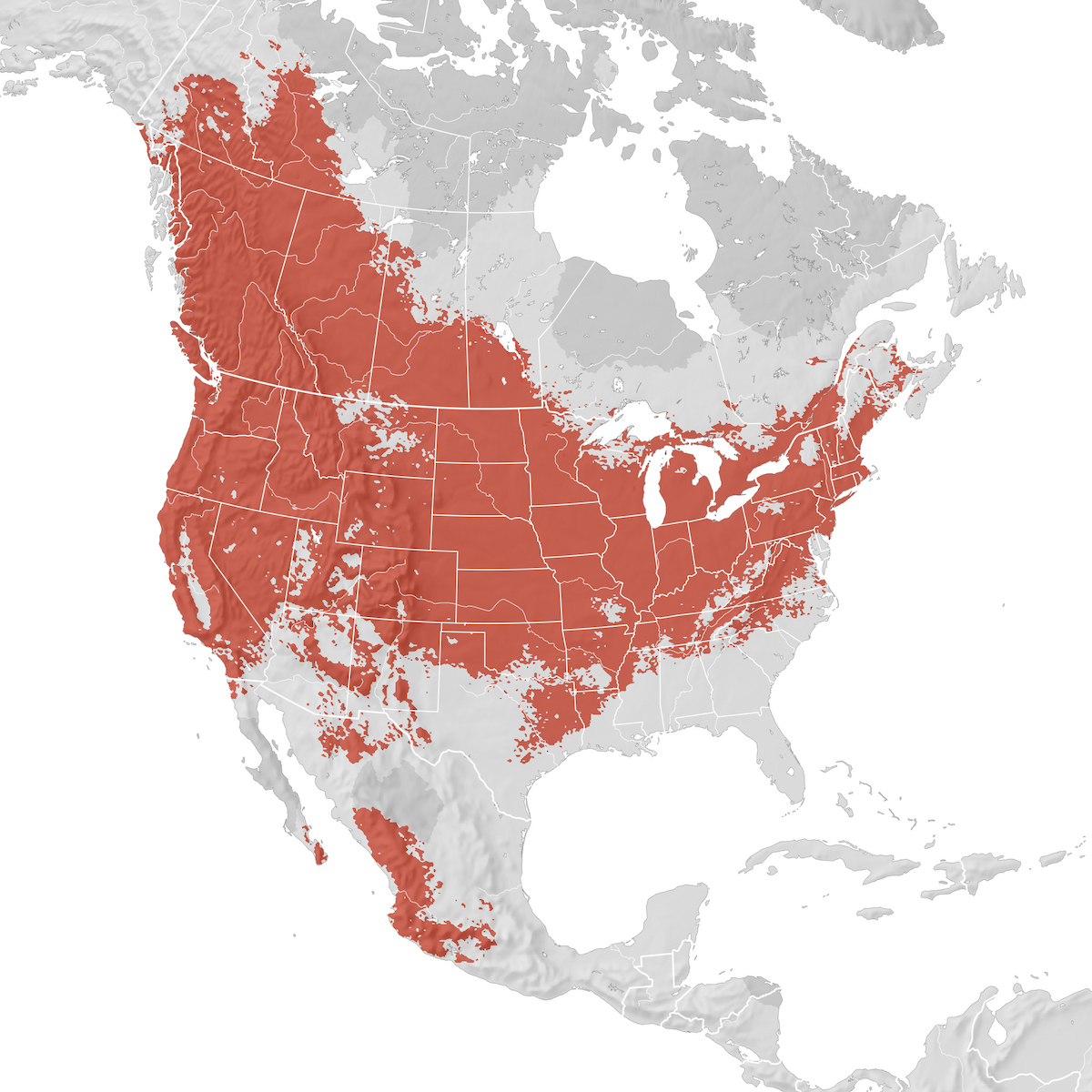 Warbling Vireo Range map Breeding eBird Status and Trends