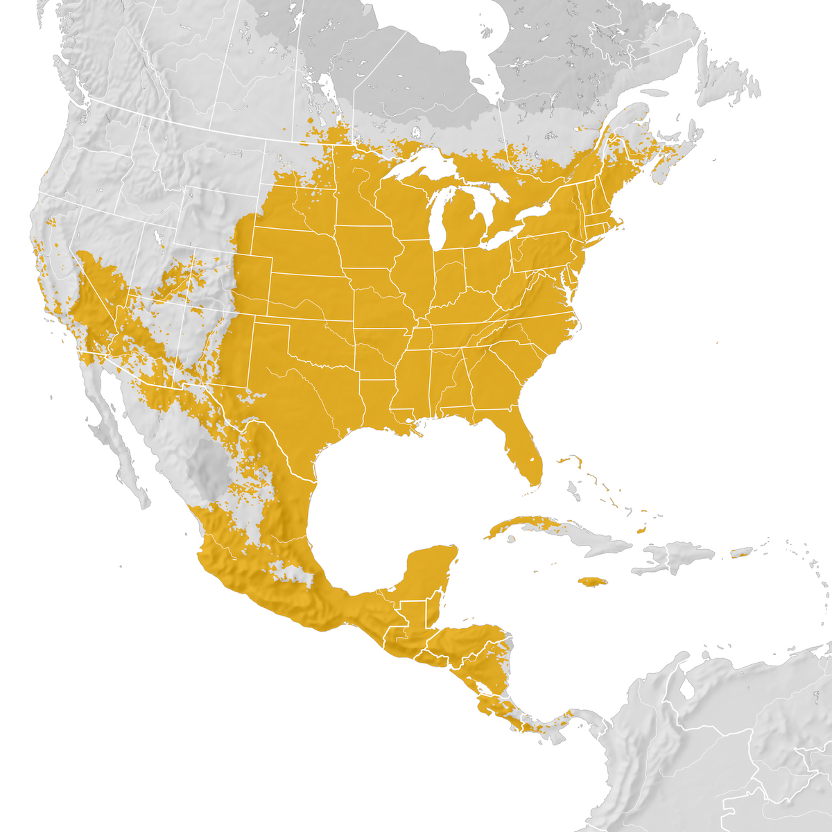 Indigo Bunting Range map Prebreeding migration eBird Status and