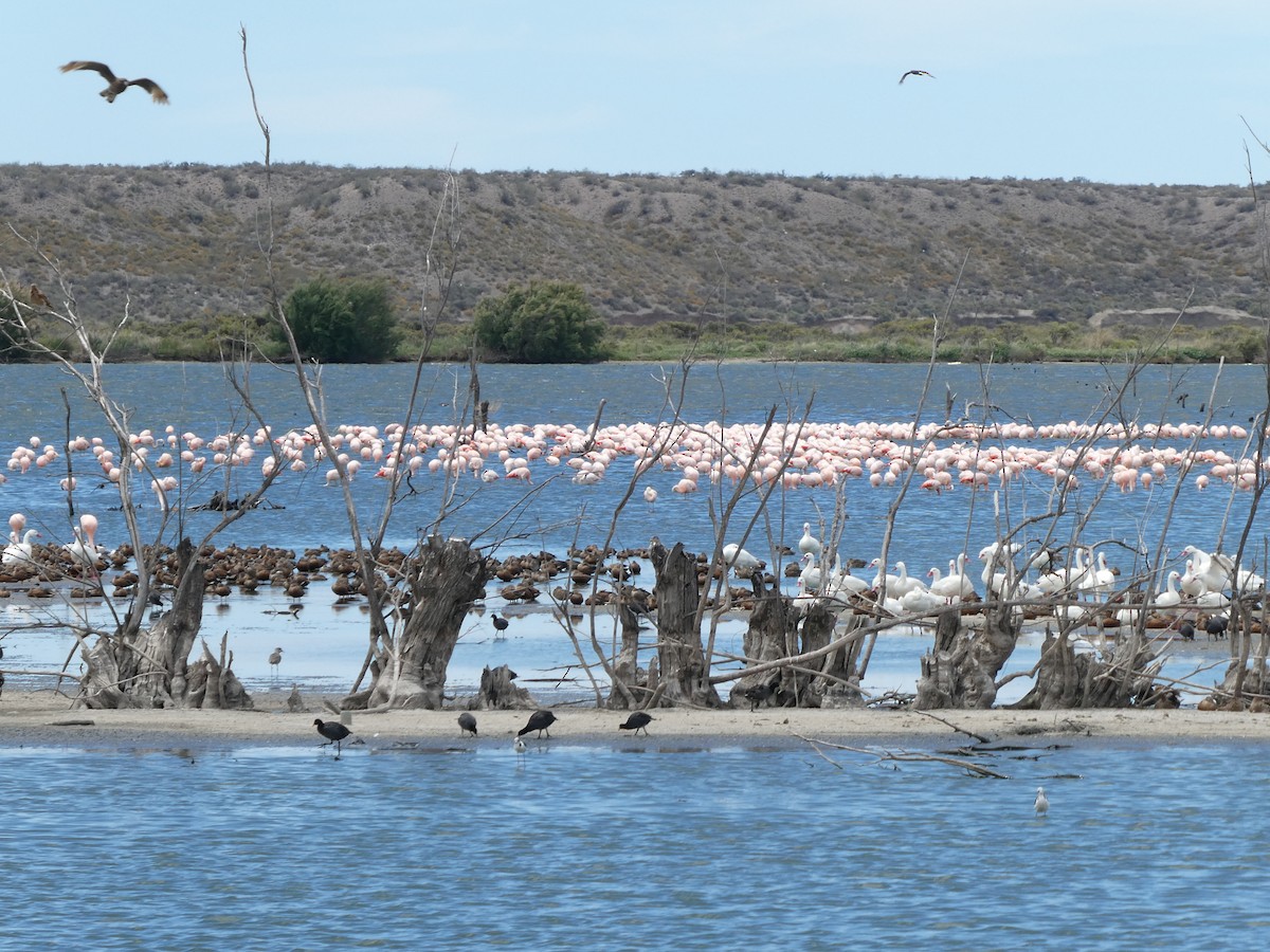 Chilean Flamingo - ML189348611