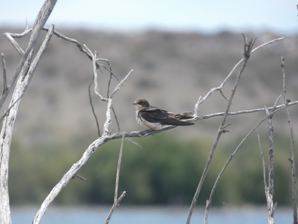 Brown-chested Martin - ML189348751