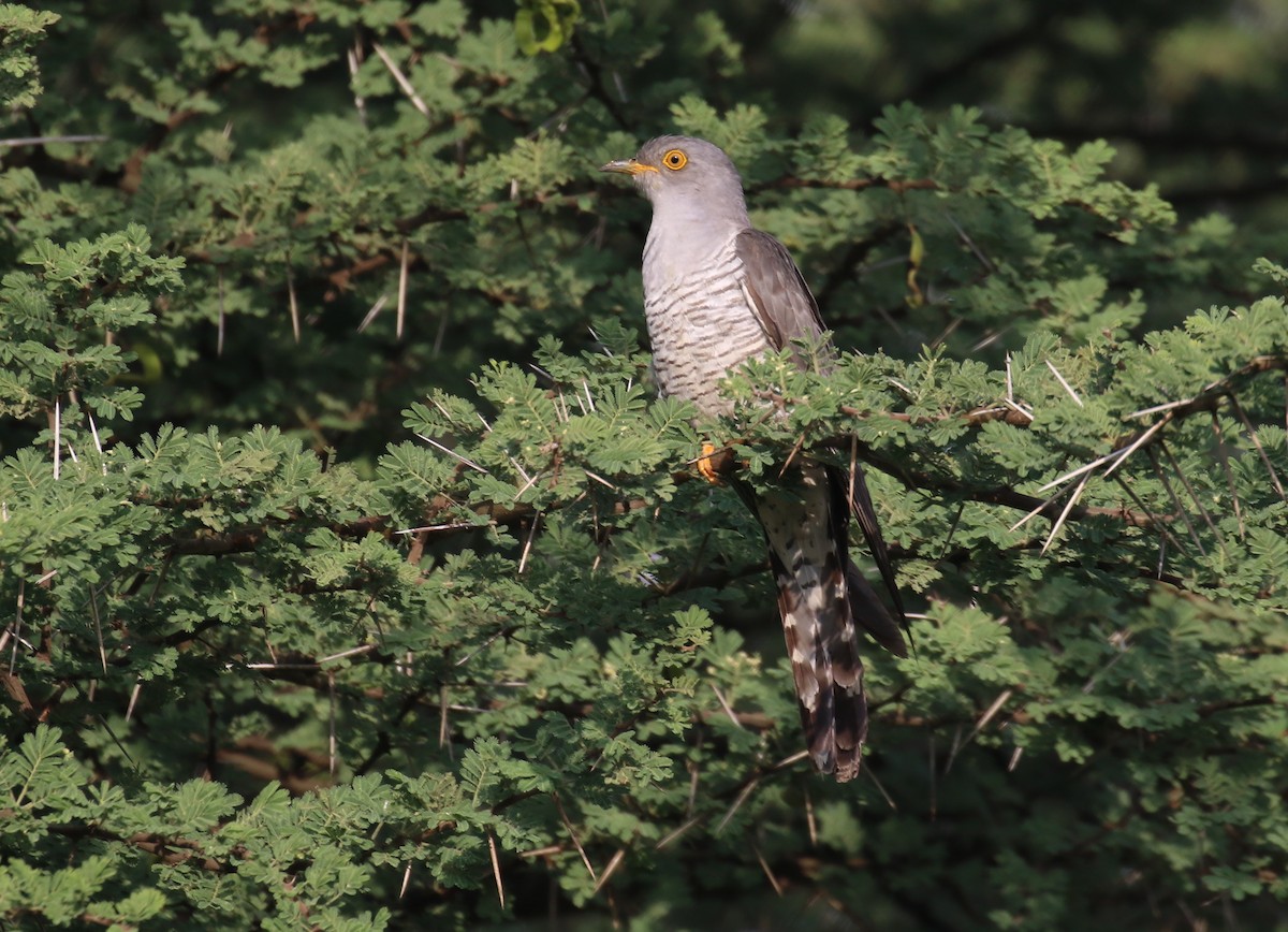 Common Cuckoo - Fikret Ataşalan