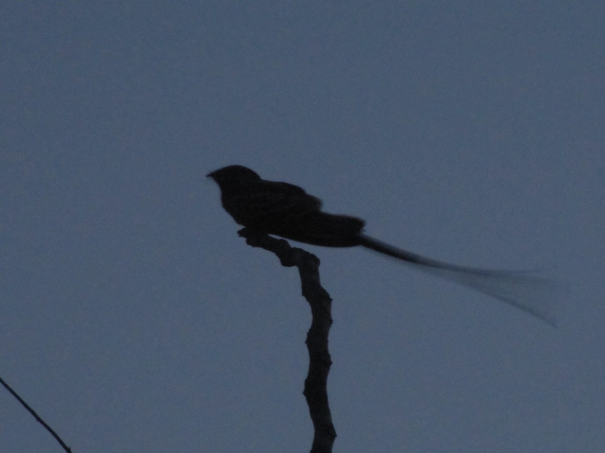 Scissor-tailed Nightjar - Diego Bastías Birding Guide