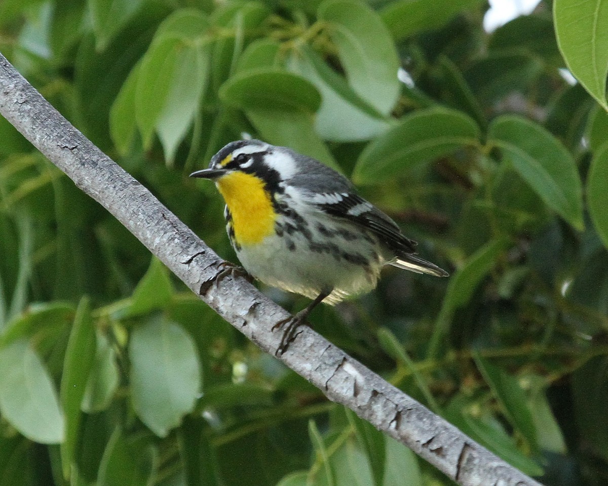 Yellow-throated Warbler - Jeff Shenot