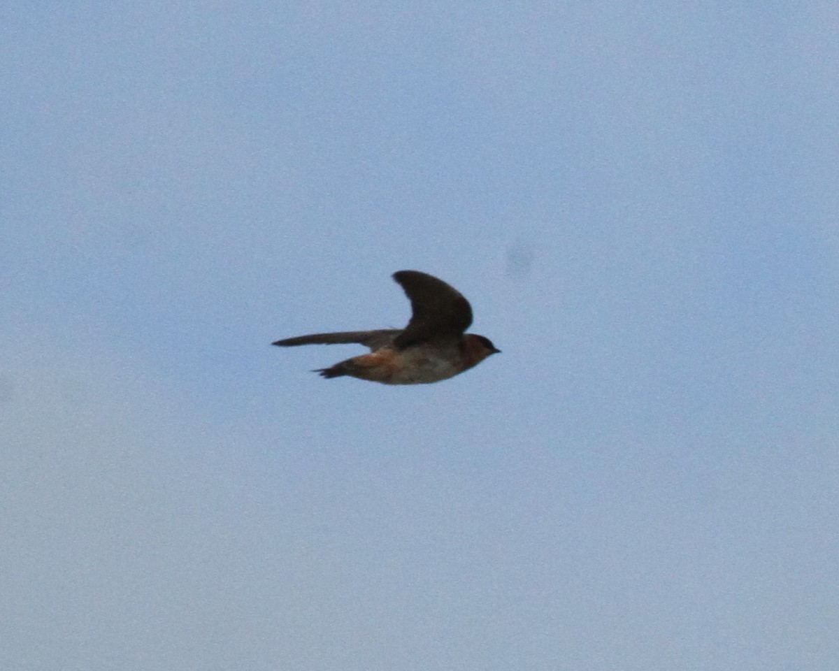 Cave Swallow - ML189359971