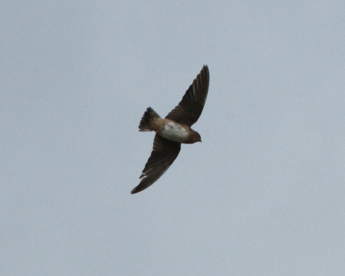 Cave Swallow - ML189359981