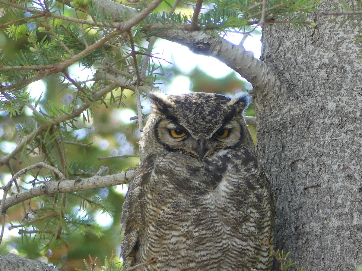 Lesser Horned Owl - Gabriel  Couroussé