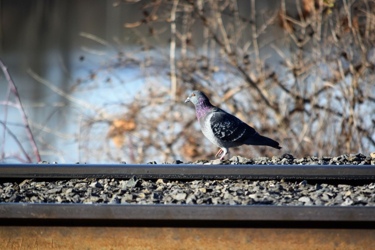 Rock Pigeon (Feral Pigeon) - ML189365891