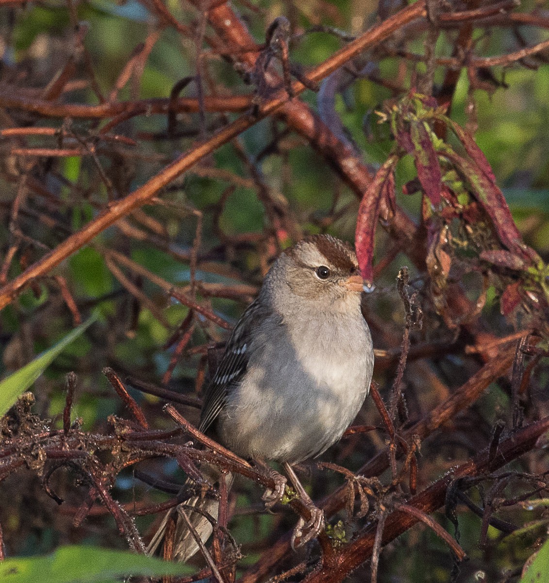 White-crowned Sparrow - ML189375051