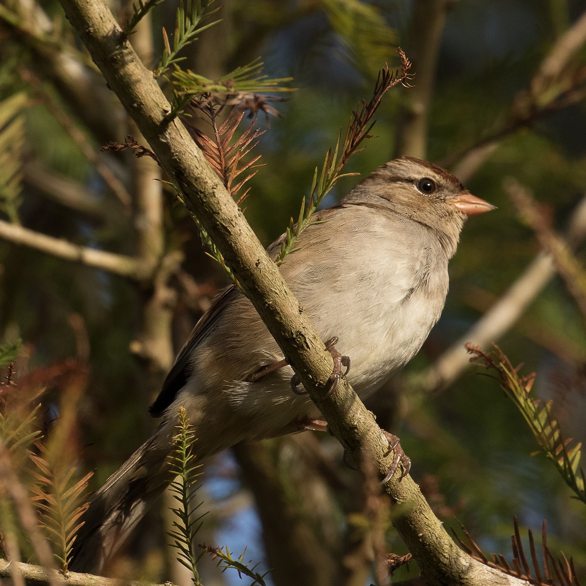 White-crowned Sparrow - ML189375091