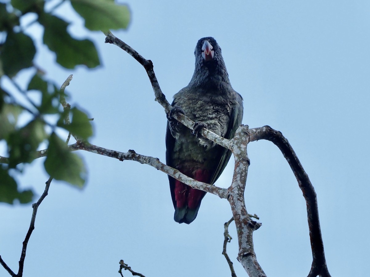 Red-billed Parrot - ML189375441