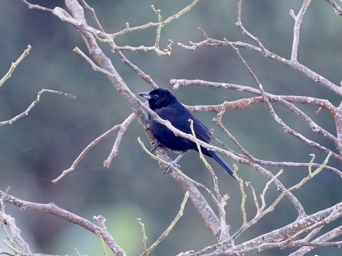 White-lined Tanager - ML189375711