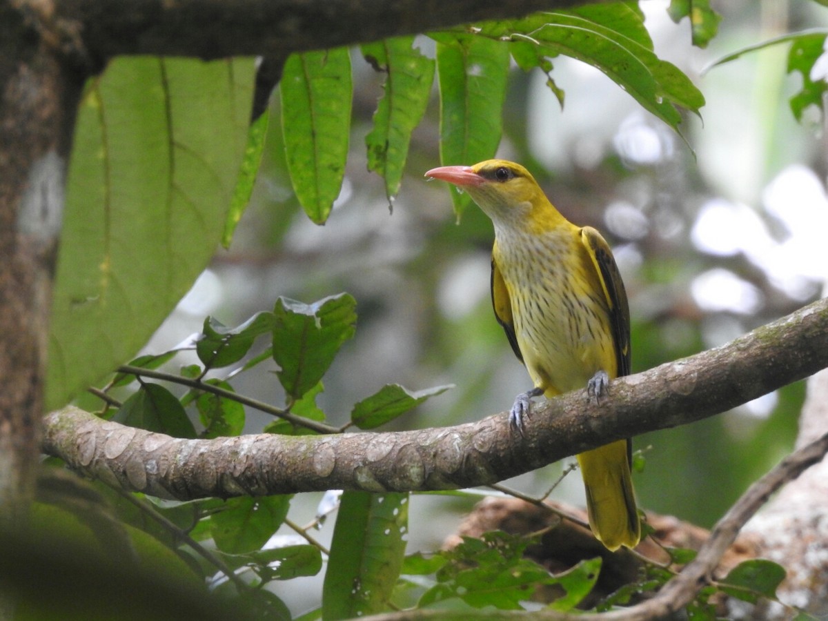 Indian Golden Oriole - ML189376761