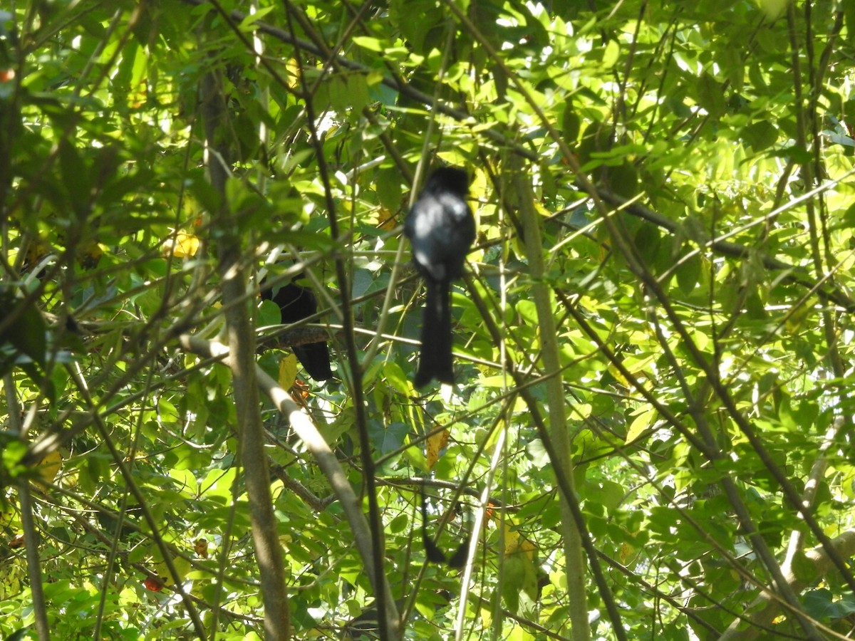 Greater Racket-tailed Drongo - ML189376851