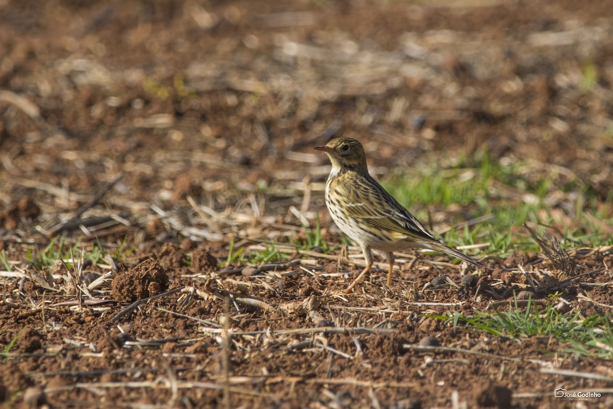 Meadow Pipit - ML189377391