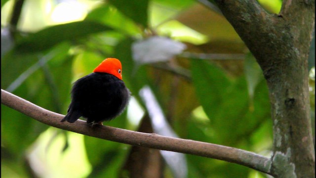 Red-capped Manakin - ML189377411