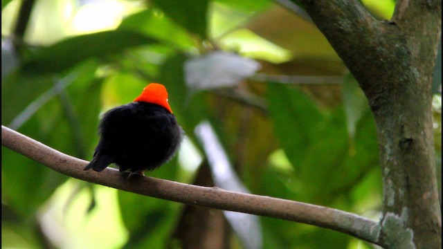 Red-capped Manakin - ML189377631