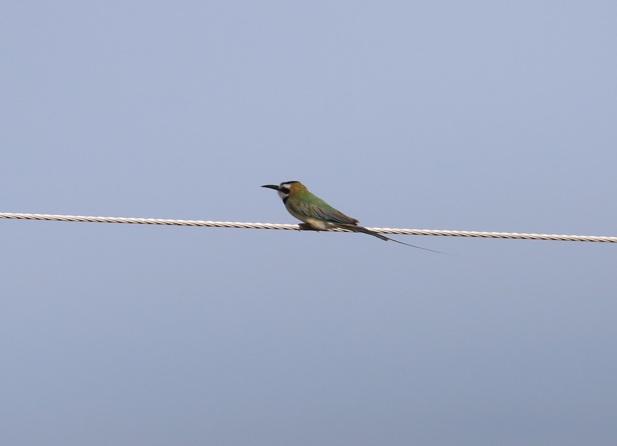 Madagascar Bee-eater - ML189378111