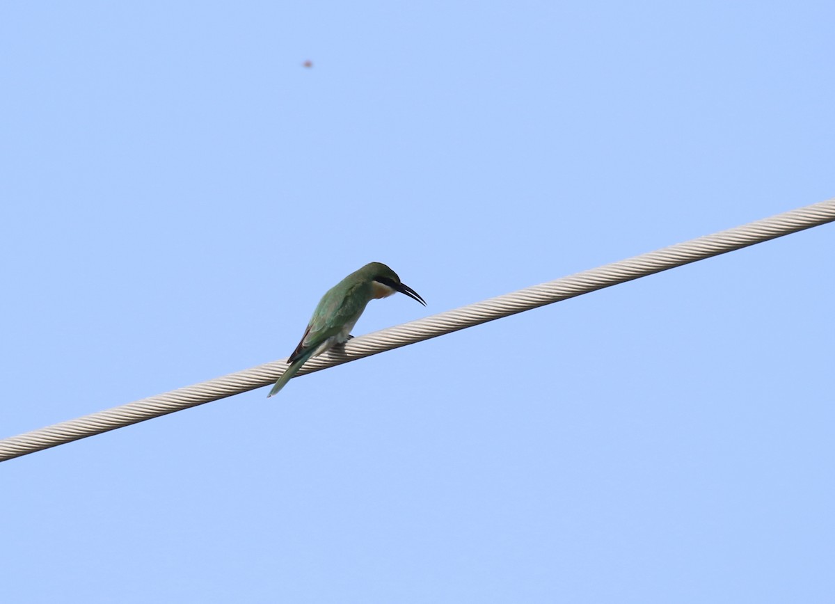 Madagascar Bee-eater - ML189378131