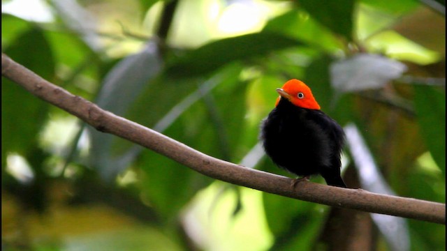 Red-capped Manakin - ML189379271