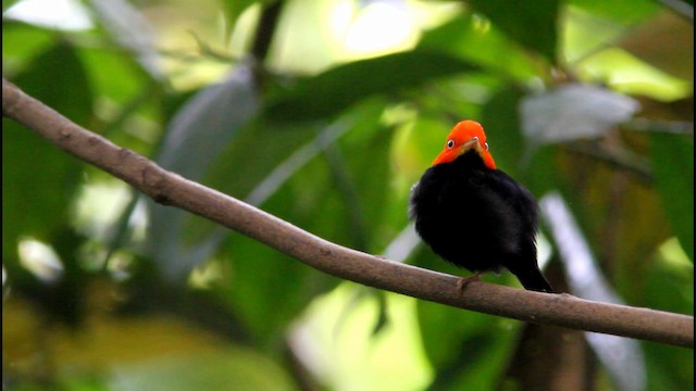 Red-capped Manakin - ML189379331