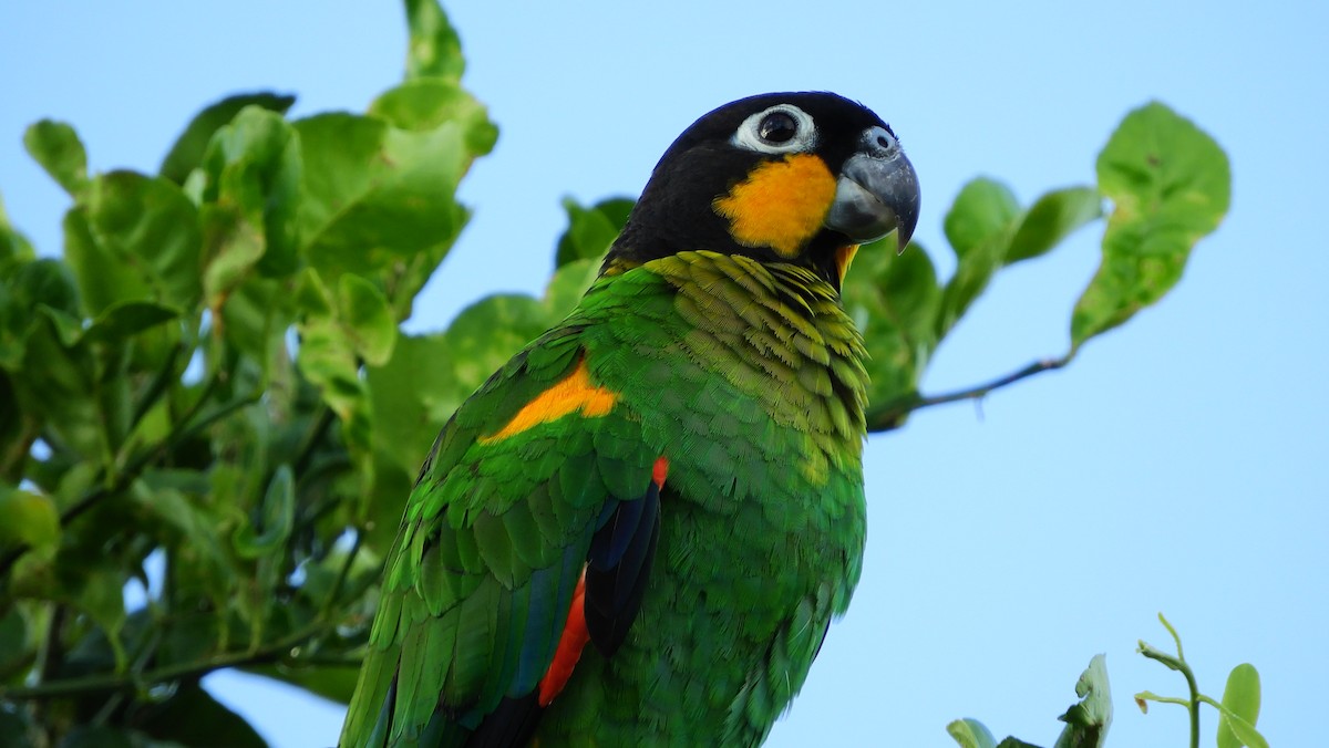 Orange-cheeked Parrot - Jorge Muñoz García   CAQUETA BIRDING