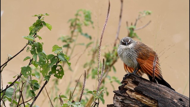 White-browed Coucal - ML189383001