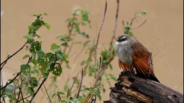 White-browed Coucal - ML189384241